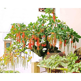Cây lộc vừng giống - cây giống cao lớn