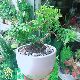 Chậu Cây Mai Chiếu Thuỷ Bonsai Mini