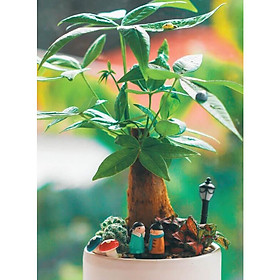 Cây để bàn kim ngân củ to kèm phu kiện đôi tình nhân và nấm