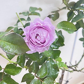 Mua hoa Hồng ngoại tree thân gỗ Love Song(cao 1m10)