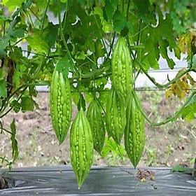 Mua Hạt giống Khổ Qua F1 Dễ Trồng  Thu Hoạch Sau 40 Ngày (gói 10 hạt) - Hạt giống rau củ quả Conve Store