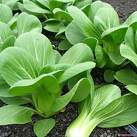 Hạt giống cải chíp - cải thìa cao sản gói 20g VTP20