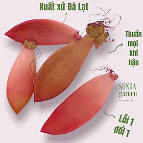 Mua 5 lá mầm sen đá đá đỏ SONDA GARDEN  xuất xứ Đà Lạt  khoẻ đẹp  lỗi 1 đổi 1