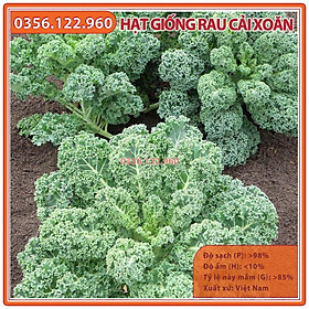 Hạt gióng rau cải xoăn kale - gói 2 gam