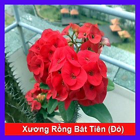 Cây Xương Rồng Bát Tiên (Đỏ) - Cây cảnh để bàn