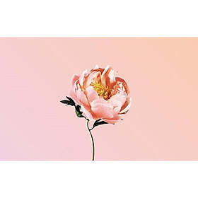 Mua (HOT) Tranh treo tường Canvas Hoa Mẫu Đơn đẹp nghệ thuật trang trí phòng ngủ  phòng khách MĐ9-16 (không khung)