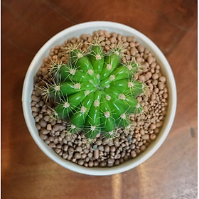Mua Xương rồng bí ngô xanh (Size 2-3cm)