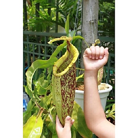 Mua 45B GÓI 50H - HẠT GIỐNG CÂY NẮP ẤM