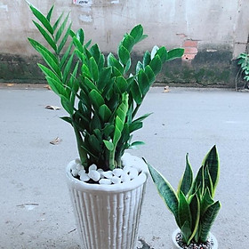 Mua Combo Chậu Kim Tiền Lớn+Chậu Lưỡi Hổ