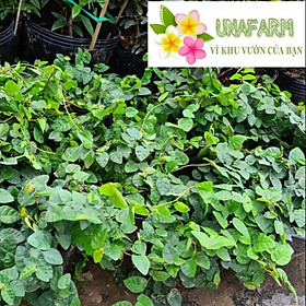 Cây Thằn Lằn Leo Tường