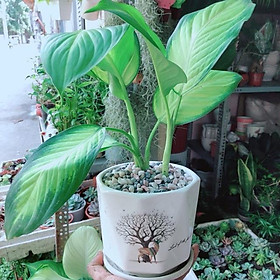 Mua Chậu Cây Vạn Niên Thanh