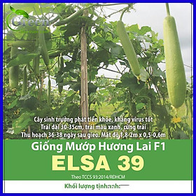 Hạt Giống Mướp Hương Lai F1 ELSA