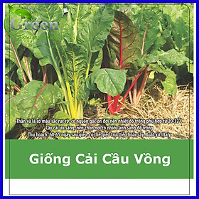 Hạt Giống Cải Cầu Vồng Dễ Trồng