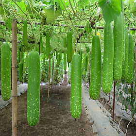Mua Hạt giống Bầu Sao F1 giống khỏe trái sai VTS155