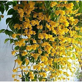 Mua Cây giống leo lan Hoàng Dương  cây leo khỏe  ra hoa quanh năm  phù hợp trồng ban công  tường nhà