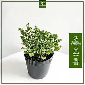 Cây Cẩm Thạch công trình để ban công, sân vườn dễ chăm sóc