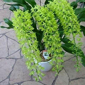 Mua CÂY GIỐNG VŨ NỮ HOÀNG HẬU XANH