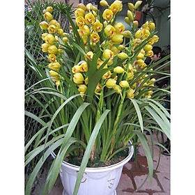 Combo 3 Củ Giống Hoa Địa Lan Santo Màu vàng hoặc mix màu tùy chọn