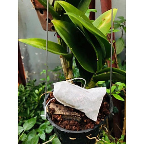 Mua 100 Túi lọc đựng phân tan chậm  SIZE 8x10cm  treo hoặc bỏ gốc tiện lợi 