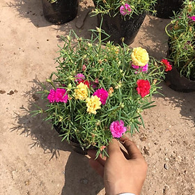 Cây hoa mười giờ thái mix màu trong bịch đen