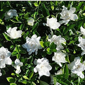 Mua Chậu hoa lài tiểu thư thơm cây đẹp chuẩn giống