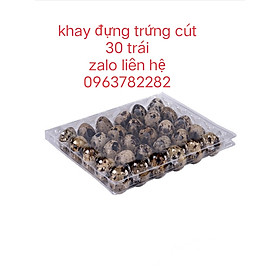Mua 100 khay đựng trứng cút 30 trái