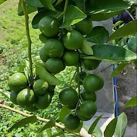 Mua Cây giống chanh quả chùm tứ quý