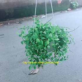 Mua Chậu Cây Đô La Treo