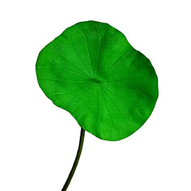 Mua Hoa sen giả BÁCH DIỆP QUAN ÂM cao cấp -1 cành dài 80 cm - Hoa lụa đẹp decor cắm lọ xinh chụp studio