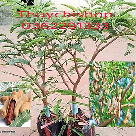 CÂY GIỐNG ME THÁI ,cây ghép nhanh ra quả ,quả siêu ngọt,