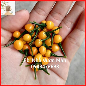 03 Hạt Giống Ớt Mắc Nhất Thế Giới Aji Charapita 570tr/kg Loại Ớt Ngon Và Đắt Nhất Thế Giới