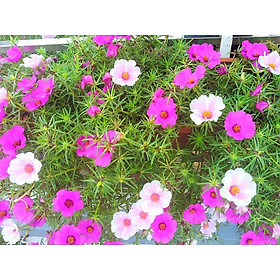 Hạt giống hoa mười giờ cánh đơn hoa nhiều màu xuất xứ Việt Nam (01 gói 100 hạt)