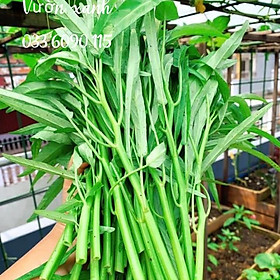 Mua Hạt giống rau muống lá tre