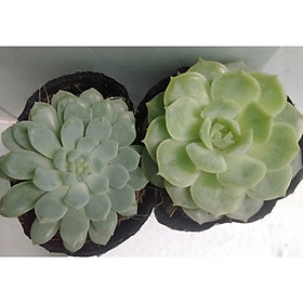 Sen đá 2 cây bầu xinh, chọn ngẫu nhiên