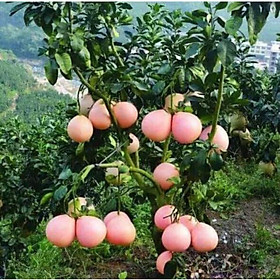 Mua Cây giống bưởi tam hồng Cho Trái Siêu Sớm