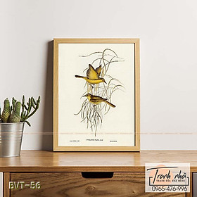 Tranh canvas vintage  - Chim ăn mật (Ptilotis flava) - BVT-56