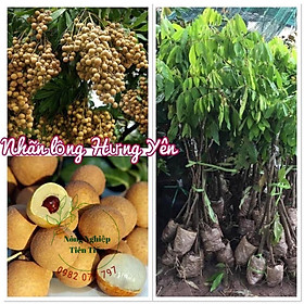 Cây giống Lồng Hưng Yên,  quả to, mọng nước, cây giống khỏe, ít sâu bệnh