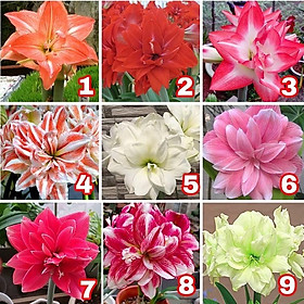 CỦ HUỆ LAN CÁNH KÉP ĐUOC CHỌN MÀU