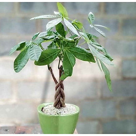Cây kim ngân bím để bàn chậu xanh