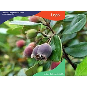 Cây giống Hoa Sim ăn quả NHANH SIÊU QUẢ CHUẨN GIỐNG