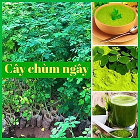 Combo 10 cây chùm ngây gieo hạt cao 40-80cm