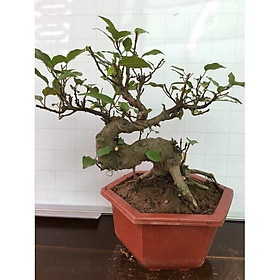 CHẬU SUNG THẾ , SUNG BONSAI- MANG ĐẾN SỰ SUNG TÚC, ĐẦM ẤM, ĐỦ ĐẦY CHO GIA CHỦ