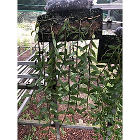 Mua Giả hạc pháp Hawai  hoa hồng