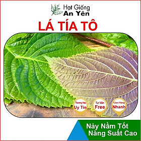 Hạt giống Tía Tô thu hoạch sớm, dễ trồng, nảy mầm cao, sinh trưởng khoẻ