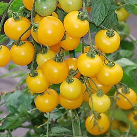 Hạt giống cà chua cherry vàng trái sai dạng chùm rất đẹp VTP15