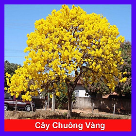 Hình ảnh Cây Chuông Vàng - cây hoàng yến