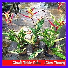 Cây Chuối Thiên Điểu - Chuối Cẩm Thạch (loại siêu bông) - cây cảnh để trong nhà + tặng phân bón cho cây