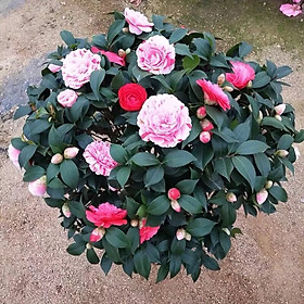 Cây Trà Mi 3 Màu - Cao từ 60cm - 1m - Cây Cảnh