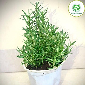 Mua Cây hương thảo - Rosemary size trung (ảnh thật) - cây gia vị với hương thơm dịu nhẹ  vừa đuổi muỗi lại giúp thoải mãi