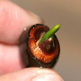 Mua Hạt giống Hoa Sen Mini Nhật Màu Ngẫu Nhiên  Dễ Trồng Dễ Chăm (gói 10 hạt) - Hạt giống hoa Conve Store